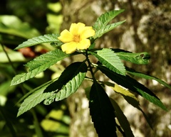 Turnera ulmifolia