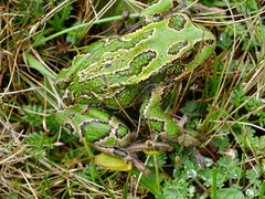 Gastrotheca riobambae