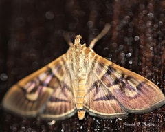 Arthromastix lauralis