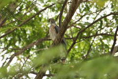 Hierococcyx nisicolor