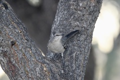 Mimus polyglottos