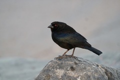 Molothrus aeneus