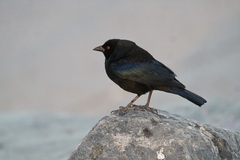 Molothrus aeneus