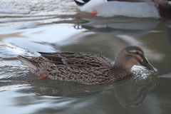 Anas platyrhynchos