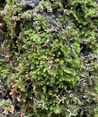 Forsstroemia trichomitria