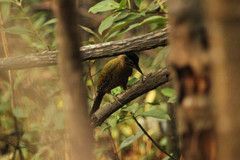 Picus vittatus