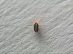 Eupodes