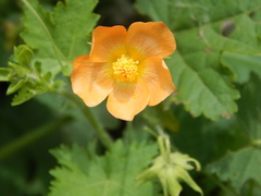 Modiolastrum malvifolium