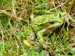 Gastrotheca riobambae