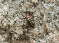 Alpaida leucogramma