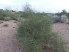 Calligonum polygonoides