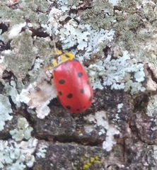 Alagoasa nigromaculata