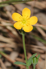 Hypericum gramineum