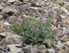 Penstemon montanus montanus