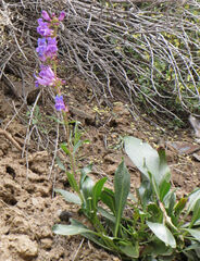 Penstemon cyananthus