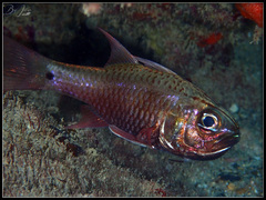 Ostorhinchus norfolcensis