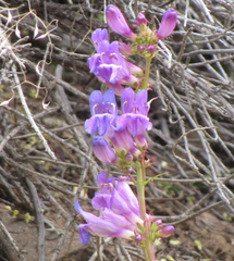 Penstemon cyananthus