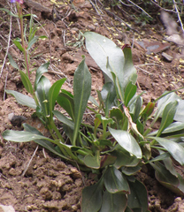 Penstemon cyananthus