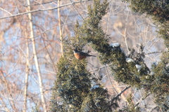 Turdus migratorius