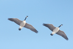 Branta canadensis