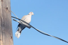 Streptopelia decaocto