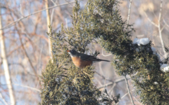 Turdus migratorius