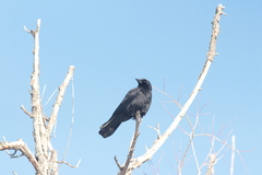 Corvus brachyrhynchos