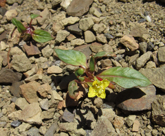 Chylismia scapoidea