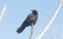 Corvus brachyrhynchos