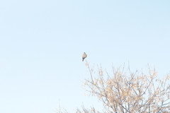 Myadestes townsendi
