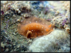 Dendrodoris fumata