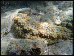 Stichopus