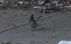 Catharus guttatus