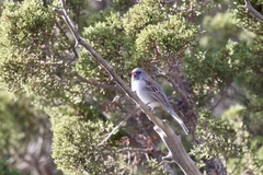 Spizella atrogularis