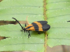 Calopteron discrepans