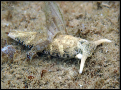 Plakobranchus ocellatus