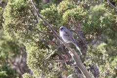 Spizella atrogularis