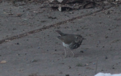 Catharus guttatus
