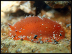 Dendrodoris fumata