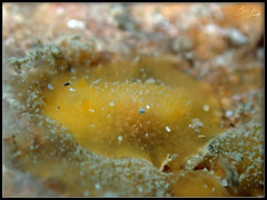 Doriopsis granulosa