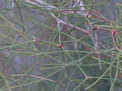 Calligonum polygonoides