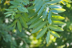 Pterocarya stenoptera