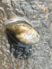Physa