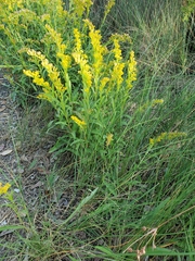 Solidago stricta