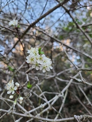 Prunus angustifolia