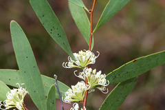 Hakea florulenta