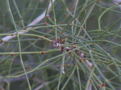 Calligonum polygonoides