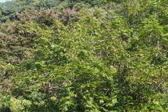 Pterocarya stenoptera