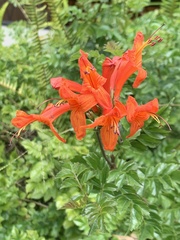 Tecomaria capensis