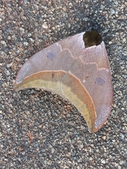 Automeris bilinea
